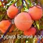 Саженцы плодовых яблоня - фото № 10
