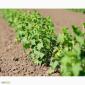 Продам саджанці - фото № 1