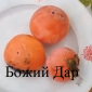Саженцы хурмы - фото № 1