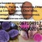 Семенная сортовая картофель - фото № 1
