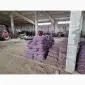 Продам картофель большой семенной.рівєра пікасо арізона балароса коломбо - фото № 4