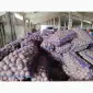 Продам картофель большой семенной.рівєра пікасо арізона балароса коломбо - фото № 7
