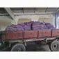 Продам картофель большой семенной.рівєра пікасо арізона балароса коломбо - фото № 10