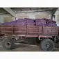 Продам картофель большой семенной.рівєра пікасо арізона балароса коломбо - фото № 11