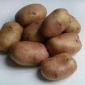 Продам семенной картофель.2 репродукция - фото № 1