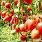 Продам семена Томат Чудо Земли - фото № 1