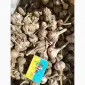 Продам чеснок озимый большой и на посадку 1 репродукции - фото № 3