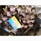 Продам чеснок озимый большой и на посадку 1 репродукции - фото № 5
