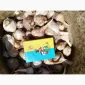 Продам чеснок озимый большой и на посадку 1 репродукции - фото № 6