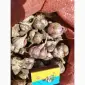 Продам чеснок озимый большой и на посадку 1 репродукции - фото № 7