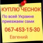 Куплю чеснок по всей Украине только товарный - фото № 1