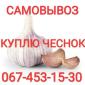 Куплю чеснок дорого круглый год также зубок - фото № 1