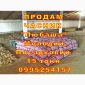 Опт 15 тонн ПРОДАМ Часник Любаша Товарний Молодий Сухий Чеснок Посадочный Garlic - фото № 3
