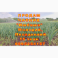 Опт 15 тонн ПРОДАМ Часник Любаша Товарний Молодий Сухий Чеснок Посадочный Garlic - фото № 7