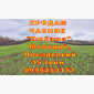 Опт 15 тонн ПРОДАМ Часник Любаша Товарний Молодий Сухий Чеснок Посадочный Garlic - фото № 10