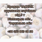 Продам крупными партиями чеснок от 5 тонн - фото № 1
