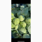 Продам капусту молодую - фото № 1