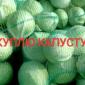 Куплю капусту старую и молодую - фото № 1