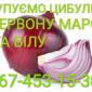 Куплю лук красный (Марс) - фото № 1