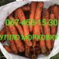 Куплю морковку сорт абака - фото № 1