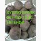 Куплю Свекла красная столовая ( Свекла) съедобная - фото № 1