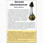 Гриб Веселка на продажу - фото № 5