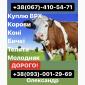 Заготовка КРС и Коней по всей Киевской и Житомирской областях! Звоните КРУГЛОСУТОЧНО - фото № 1