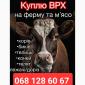 Закупка крс - фото № 1