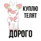 Куплю телята бычки КРС - фото № 1