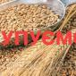 Закупаем некондиционную пшеницу и кукурузу. Проросшую, головневую, испорченную с запахом - фото № 1
