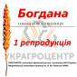 Продажа семян озимой пшеницы БОГДАНА 1 репродукция - фото № 1