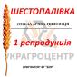 Насіння озимої пшениці Шестопалівка 1 репродукція ФГ БОР 2025г - фото № 1
