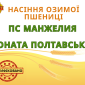 Насіння озимої пшениці високої якості - фото № 1