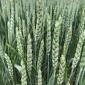 Семена озимой пшеницы ДАРИНКА КИЕВСКАЯ – высокие урожаи - фото № 1