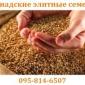 Продается семена пшеницы двуручки AMADEO – канадский трансгенный сорт - фото № 5