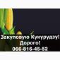 Покупаем кукурузу урожая 2024 года по высоким ценам - фото № 1