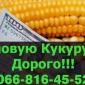 Закупівля кукурудзи за вигідними цінами в Полтаві - фото № 1