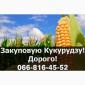 Купую кукурузу! Висока ціна - фото № 1