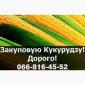 Закупівля кукурудзи в будь-яких обсягах - фото № 1