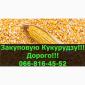 Купуємо кукурудзу на постійній основі в Полтавській області - фото № 1