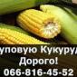Купуємо кукурудзу за високими цінами в Полтаві! - фото № 1