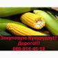 Купую кукурудзу на постійній основі! Оплата на вагах! - фото № 1