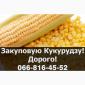 Закупка кукурузы в любых объемах с услугами сушки и хранения - фото № 1