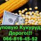 Куплю кукурузу в любых объемах! Быстрая оплата на месте - фото № 1