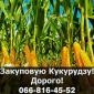 Куплю кукурузу в любом объеме - фото № 1