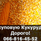Покупка кукурузы на постоянной основе - фото № 1