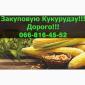 Купую кукурудзу оптом за вигідною ціною - фото № 1