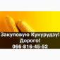 Купую кукурудзу від виробника на постійній основі! - фото № 1
