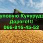 Постоянная закупка кукурузы! Выгодные условия! - фото № 1