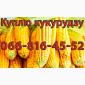 Купую кукурудзу урожай 2024 дрібним та великим оптом - фото № 1